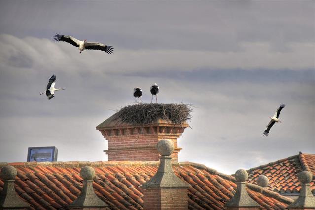 Es muss wohl viel Nachwuchs geben :-)).Viele Störche fliegen über den Häusern von Casares.